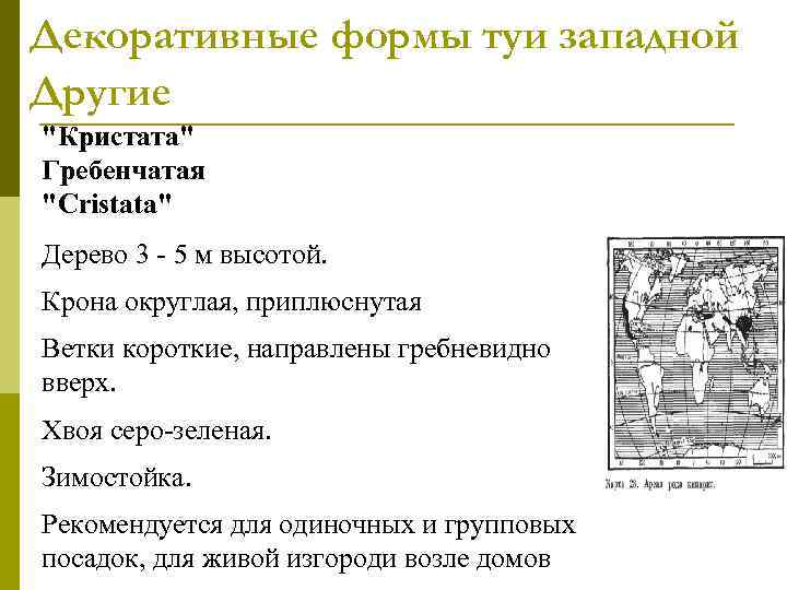 Декоративные формы туи западной Другие 