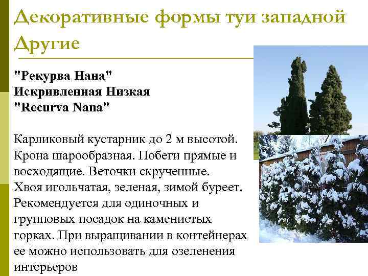 Декоративные формы туи западной Другие 