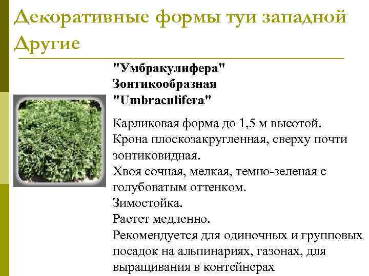 Декоративные формы туи западной Другие   