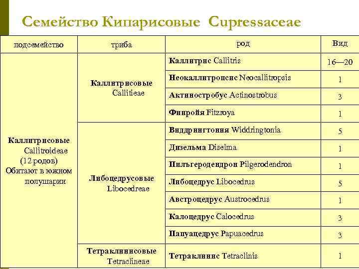   Семейство Кипарисовые Cupressaceae  подсемейство  триба     род