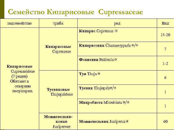 Семейство Кипарисовые Cupressaceae подсемейство   триба     род  Вид