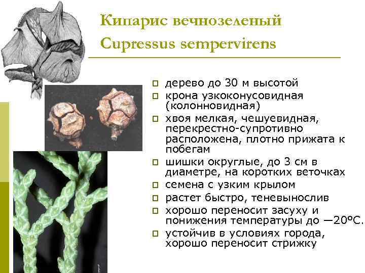 Кипарис вечнозеленый Сupressus sempervirens  p  дерево до 30 м высотой  p