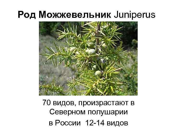 Род Можжевельник Juniperus   70 видов, произрастают в  Северном полушарии  в