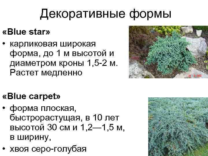   Декоративные формы «Вlue star»  • карликовая широкая  форма, до 1