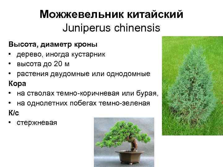   Можжевельник китайский  Juniperus chinensis Высота, диаметр кроны • дерево, иногда кустарник