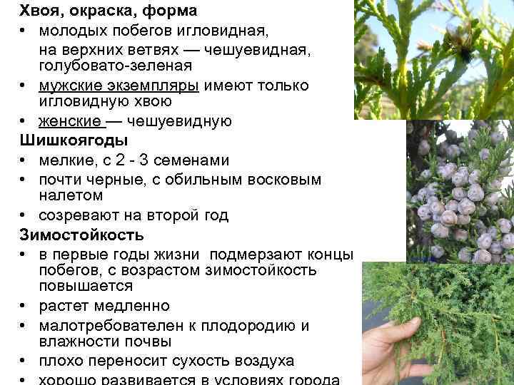 Хвоя, окраска, форма • молодых побегов игловидная, на верхних ветвях — чешуевидная, голубовато-зеленая •