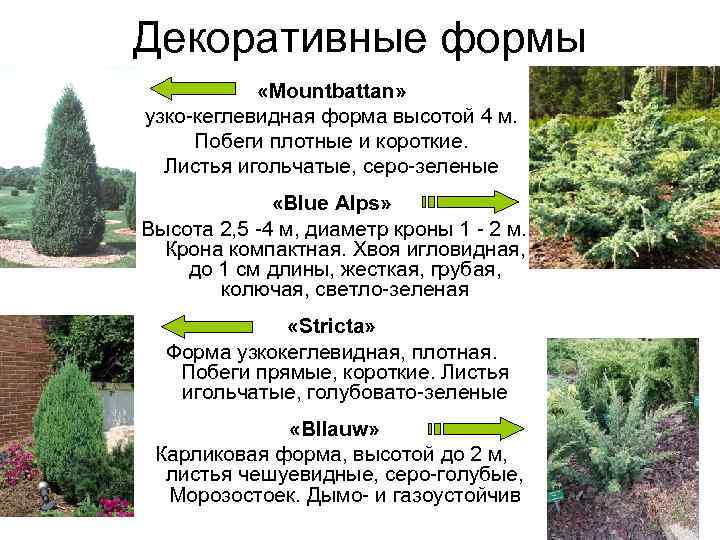 Декоративные формы   «Моuntbattan»  узко-кеглевидная форма высотой 4 м.  Побеги плотные