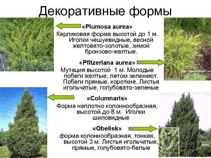 Декоративные формы  «Рlumosa aurea»  Карликовая форма высотой до 1 м.  