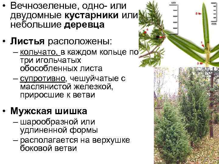  • Вечнозеленые, одно- или  двудомные кустарники или  небольшие деревца  •