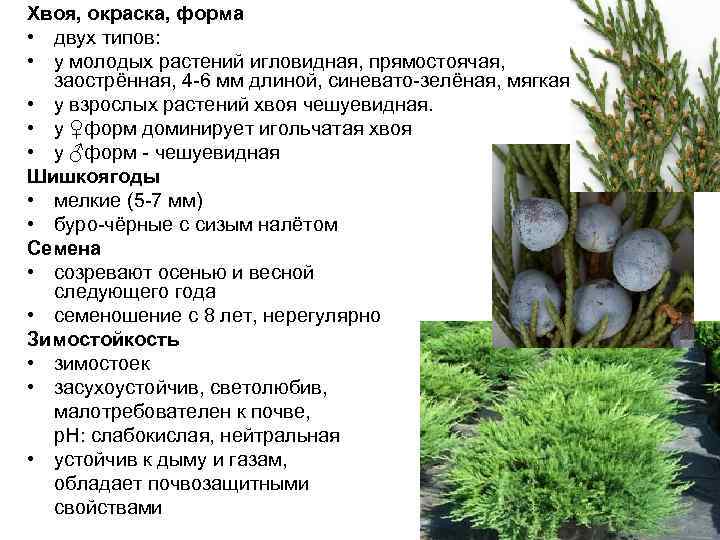 Хвоя, окраска, форма • двух типов:  • у молодых растений игловидная, прямостоячая, заострённая,