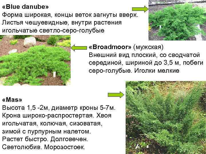  «Вlue danube» Форма широкая, концы веток загнуты вверх.  Листья чешуевидные, внутри растения