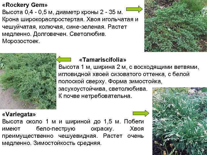  «Rockery Gem» Высота 0, 4 - 0, 5 м, диаметр кроны 2 -
