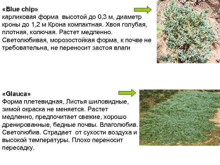  «Вlue chip»  карликовая форма высотой до 0, 3 м, диаметр кроны до