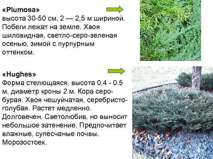  «Рlumosa»  высота 30 -50 см, 2 — 2, 5 м шириной. 