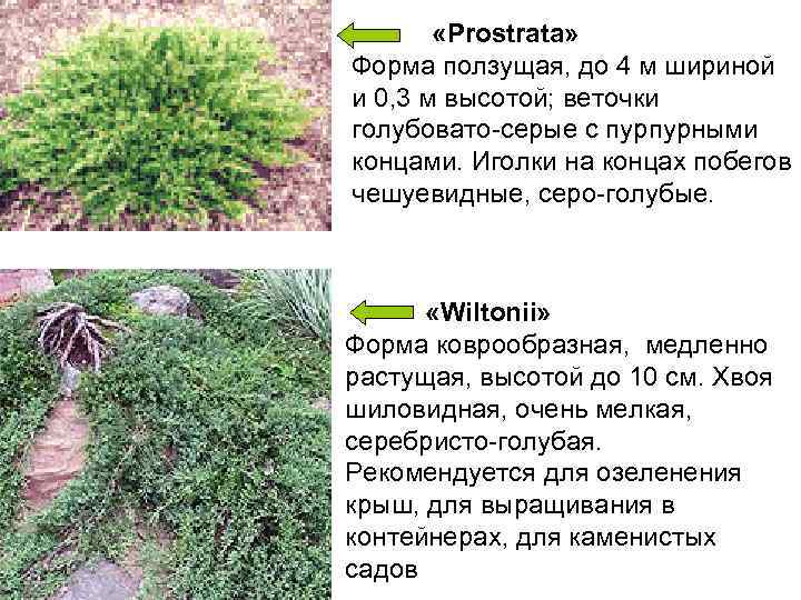   «Рrostrata»  Форма ползущая, до 4 м шириной и 0, 3 м