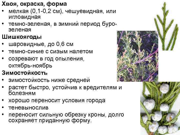 Хвоя, окраска, форма • мелкая (0, 1 -0, 2 см), чешуевидная, или  игловидная