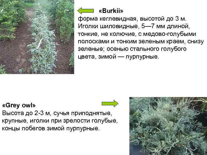       «Вurkii»     форма кеглевидная, высотой