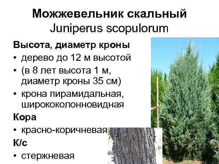   Можжевельник скальный Juniperus scopulorum Высота, диаметр кроны • дерево до 12 м