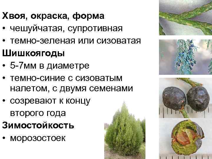Хвоя, окраска, форма • чешуйчатая, супротивная • темно-зеленая или сизоватая Шишкоягоды • 5 -7