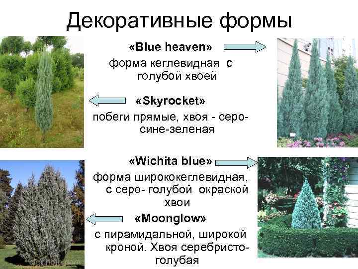 Декоративные формы   «Вlue heaven»  форма кеглевидная с   голубой хвоей