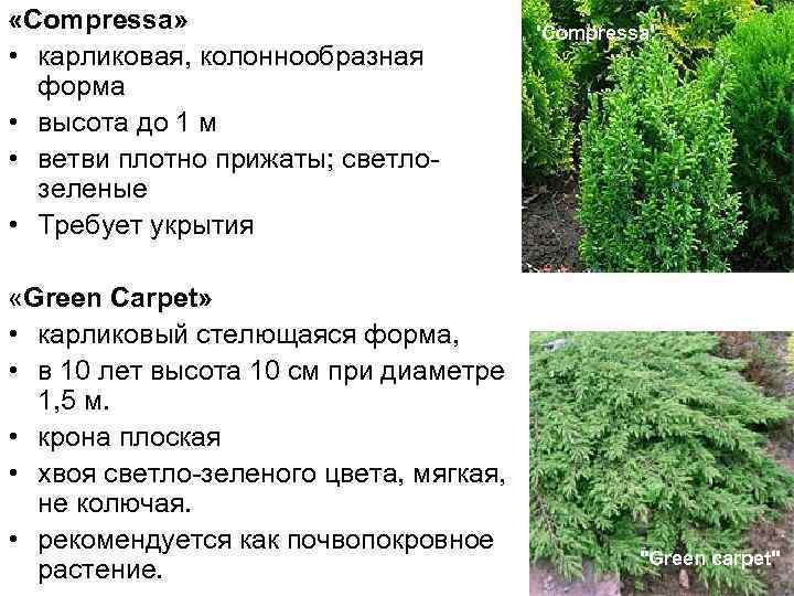  «Сompressa»      'Compressa'  • карликовая, колоннообразная  форма