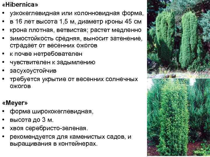  «Нibernica»  •  узкокеглевидная или колонновидная форма,  •  в 16