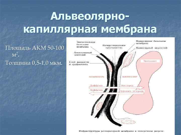    Альвеолярно- капиллярная мембрана Площадь АКМ 50 -100  м 2. Толщина