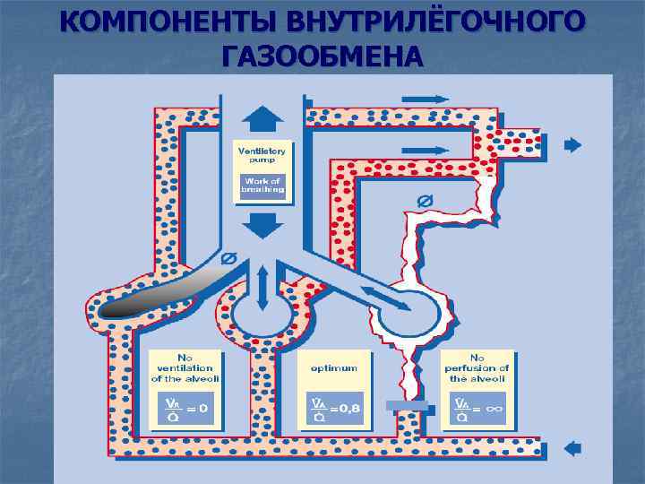 КОМПОНЕНТЫ ВНУТРИЛЁГОЧНОГО ГАЗООБМЕНА КОМПОНЕНТЫ ВНУТРИЛЁГОЧНОГО ГАЗООБМЕНА