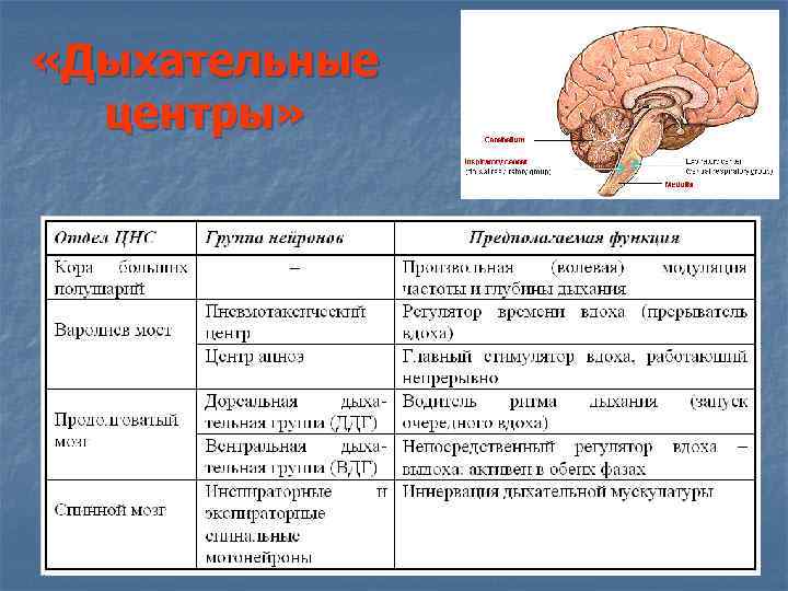 «Дыхательные центры» «Дыхательные центры»