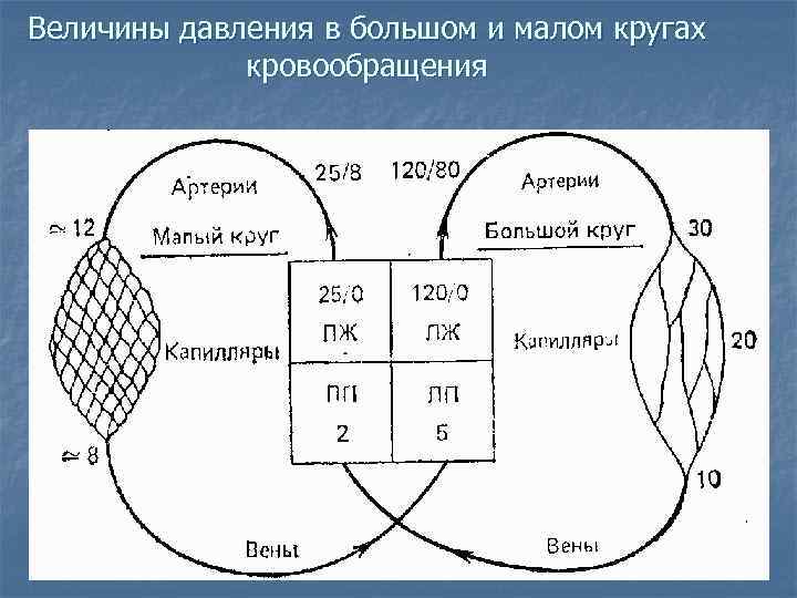 Величины давления в большом и малом кругах   кровообращения 