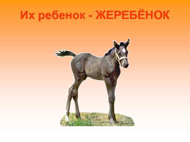 Их ребенок - ЖЕРЕБЁНОК 