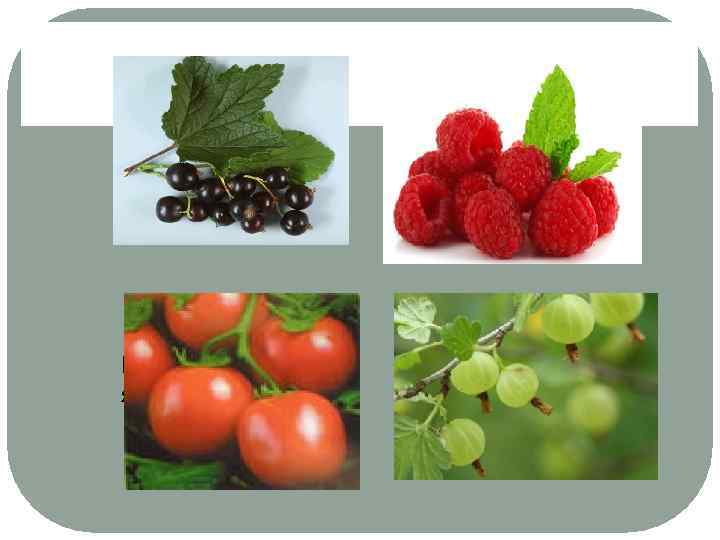 Помидоры – не ягоды, а овощи. 