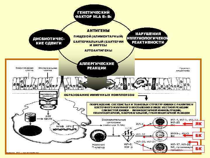    ГЕНЕТИЧЕСКИЙ   ФАКТОР HLA B 1 B 5  