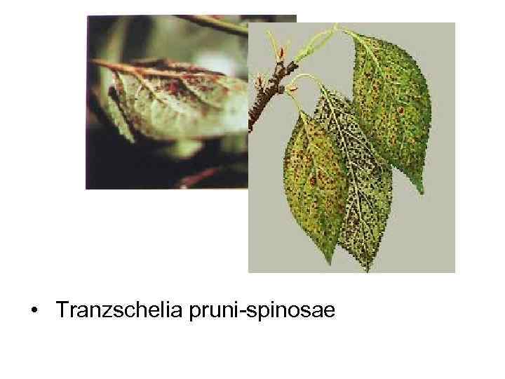  •  Tranzschelia pruni-spinosae 