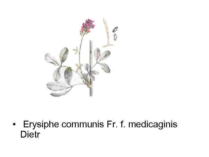  •  Erysiphe communis Fr. f. medicaginis  Dietr 