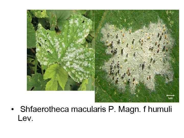  •  Shfaerotheca macularis P. Magn. f humuli  Lev. 