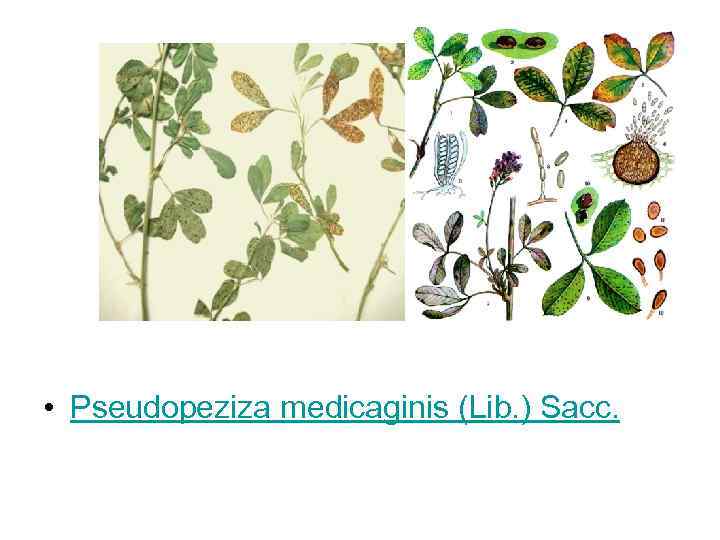  • Pseudopeziza medicaginis (Lib. ) Sacc. 