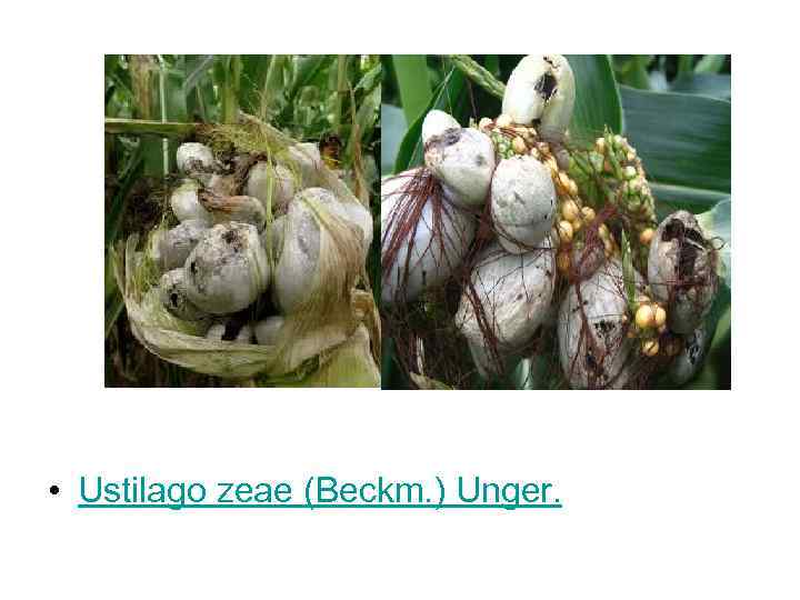 • Ustilago zeae (Beckm. ) Unger. 