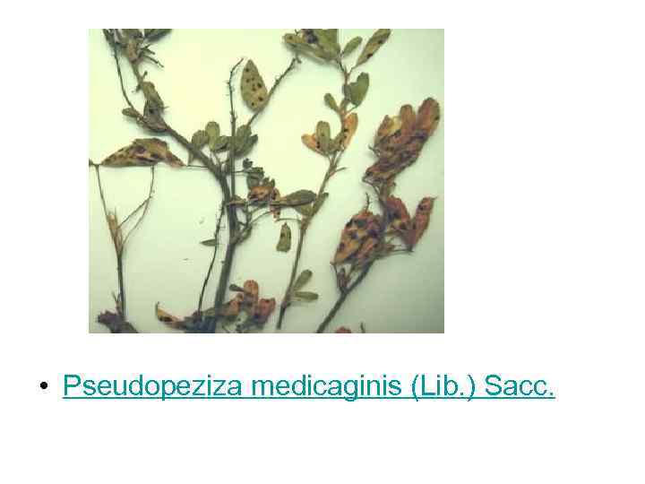  • Pseudopeziza medicaginis (Lib. ) Sacc. 