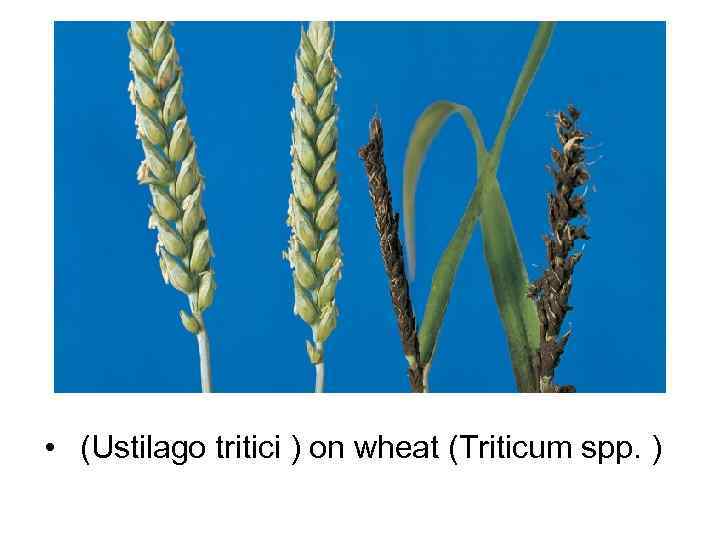  •  (Ustilago tritici ) on wheat (Triticum spp. ) 