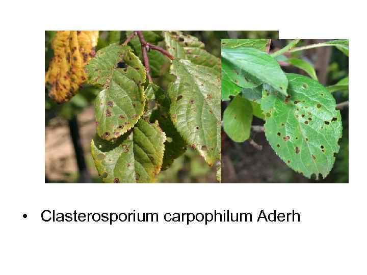  •  Clasterosporium carpophilum Aderh 