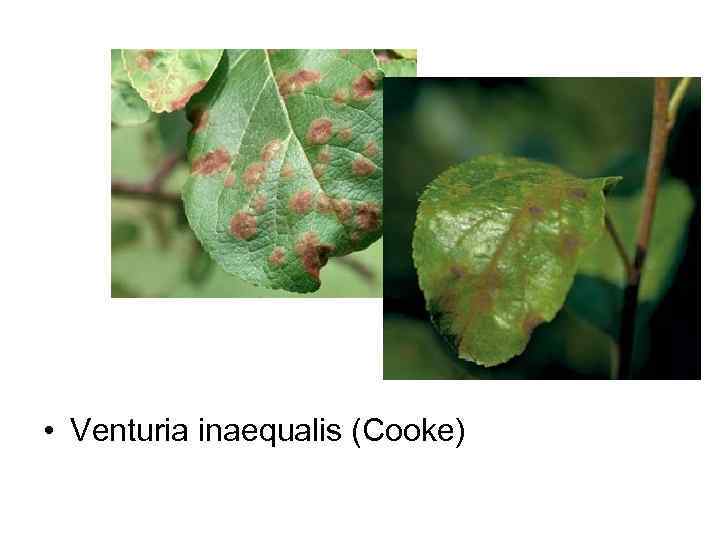  • Venturia inaequalis (Cooke) 