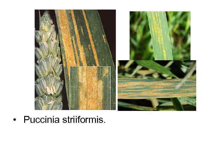  •  Puccinia striiformis.  