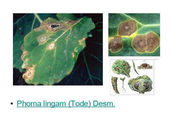  • Phoma lingam (Tode) Desm. 