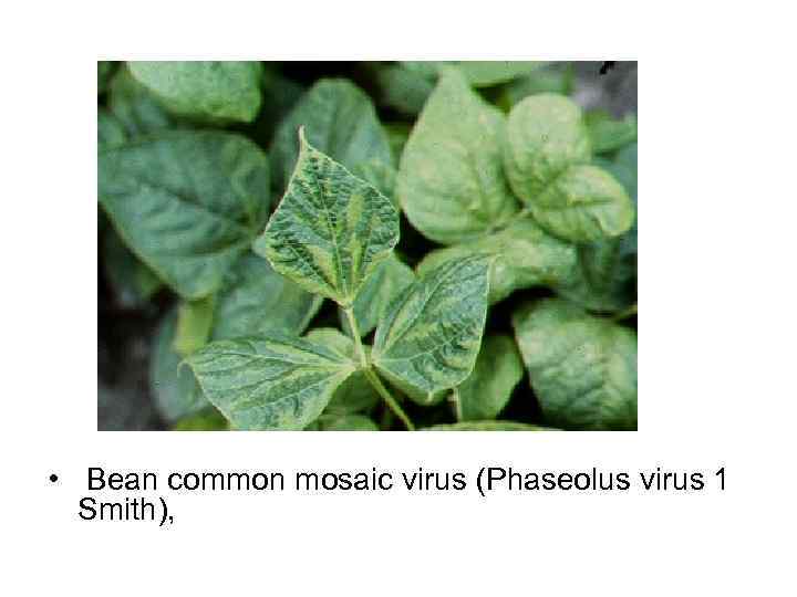  •  Bean common mosaic virus (Phaseolus virus 1  Smith),  