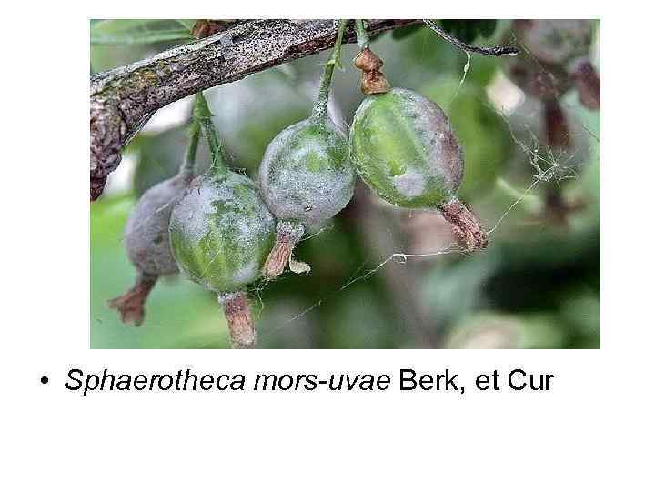  • Sphaerotheca mors-uvae Berk, et Cur 
