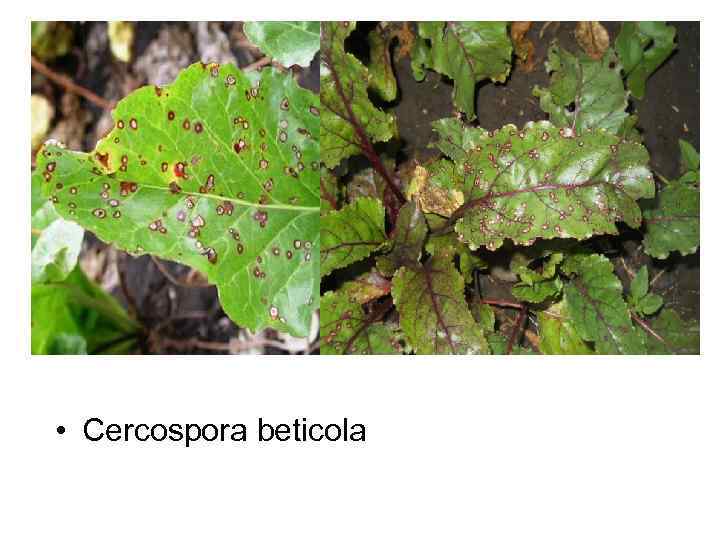  • Cercospora beticola 