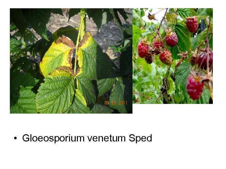  • Gloeosporium venetum Sped 