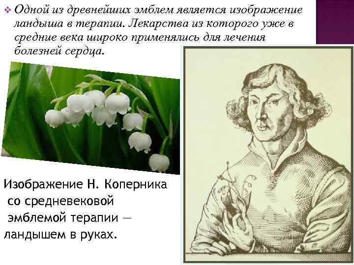 v Одной из древнейших эмблем является изображение  ландыша в терапии. Лекарства из которого