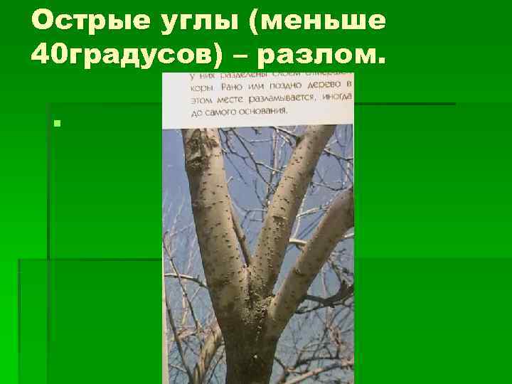 Острые углы (меньше 40 градусов) – разлом.  § 